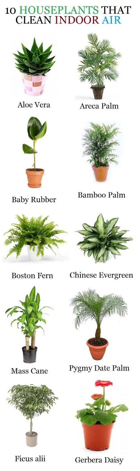 Indoor plants that help clean the air deals